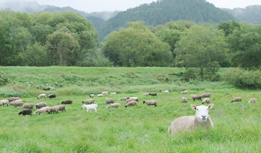 茶路めん羊牧場の羊肉が食べられるのはしろくまだけ